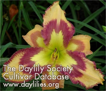 Daylily Retro Afternoon
